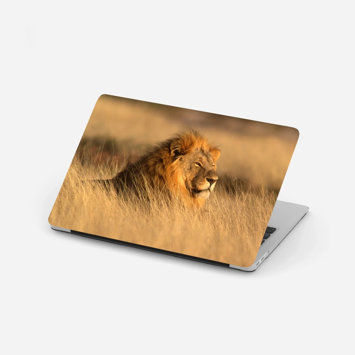 Sticker pour ordinateur portable regard du roi de la savane – Wallnifity® Sticker pour ordinateur portable regard du roi de la savane – Wallnifity®