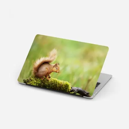 Sticker pour ordinateur portable écureuil roux sur tronc moussu, Angleterre – Wallnifity®
