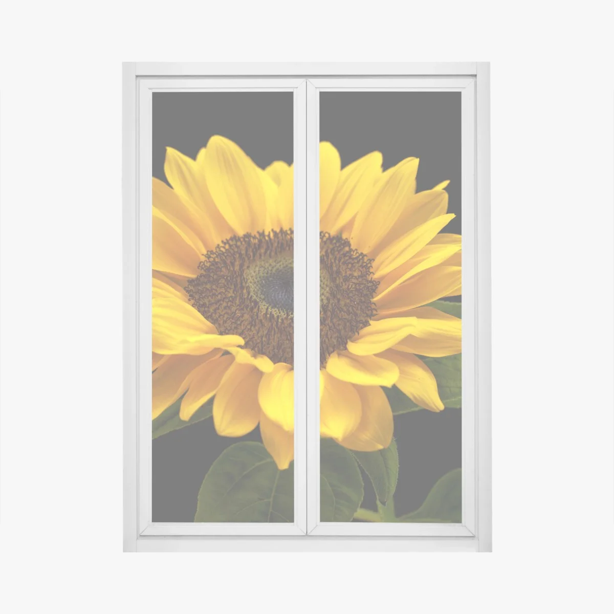 Sticker pour vitres et fenêtres éclat de tournesol sur fond noir – Wallnifity® Sticker pour vitres et fenêtres éclat de tournesol sur fond noir – Wallnifity®