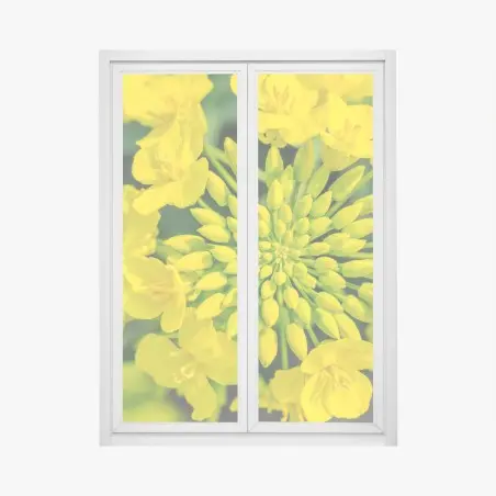 Sticker pour vitres et fenêtres fleur de colza en gros plan – Wallnifity®