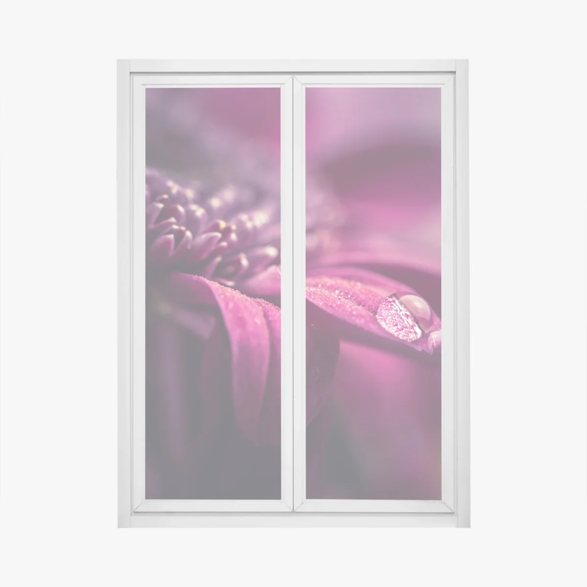Sticker pour vitres et fenêtres goutte de rosée sur pétale pourpre – Wallnifity® Sticker pour vitres et fenêtres goutte de rosée sur pétale pourpre – Wallnifity®