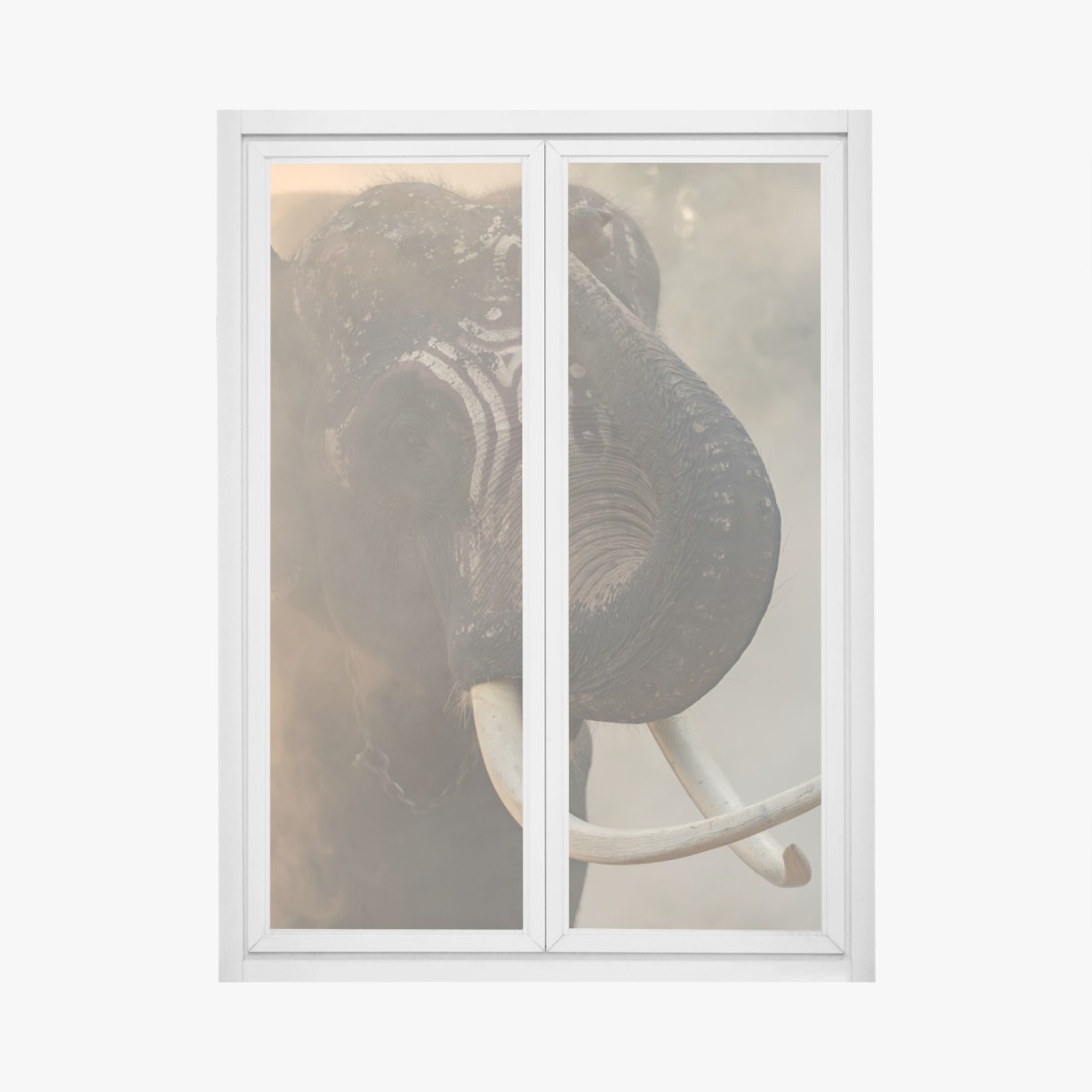 Sticker pour vitres et fenêtres éléphant de Surin aux défenses majestueuses – Wallnifity®