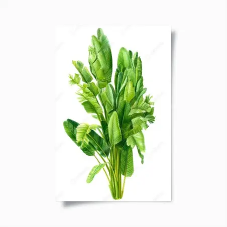 Poster feuillage de bananier en aquarelle – Wallnifity®
