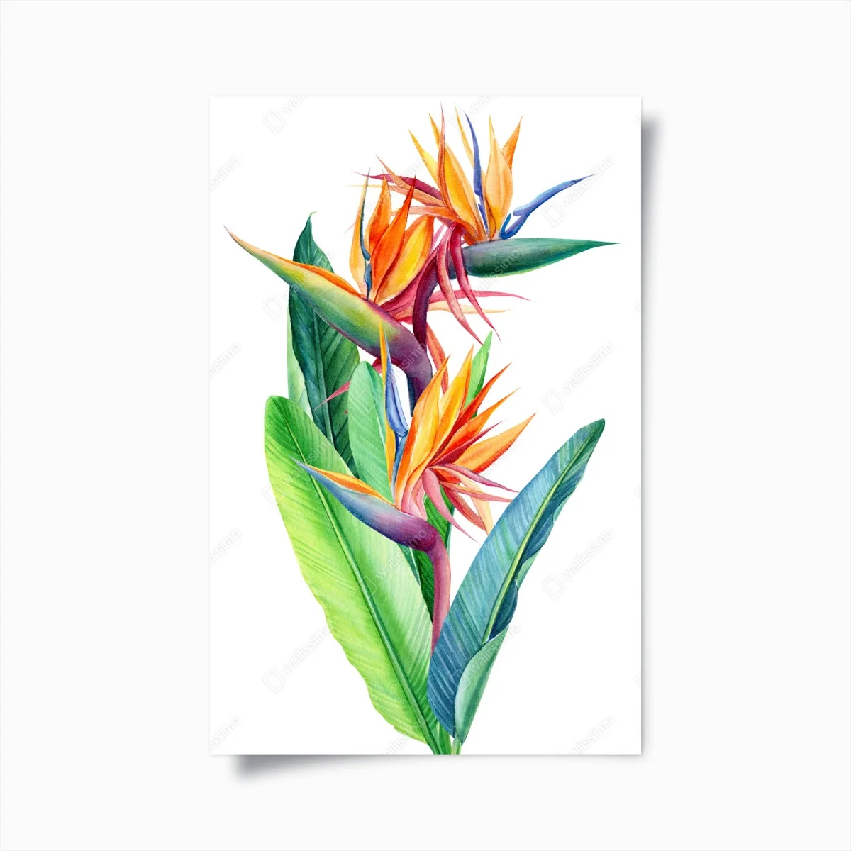 Poster illustration botanique d'oiseau-de-paradis aux couleurs vives – Wallnifity® Poster illustration botanique d'oiseau-de-paradis aux couleurs vives – Wallnifity®