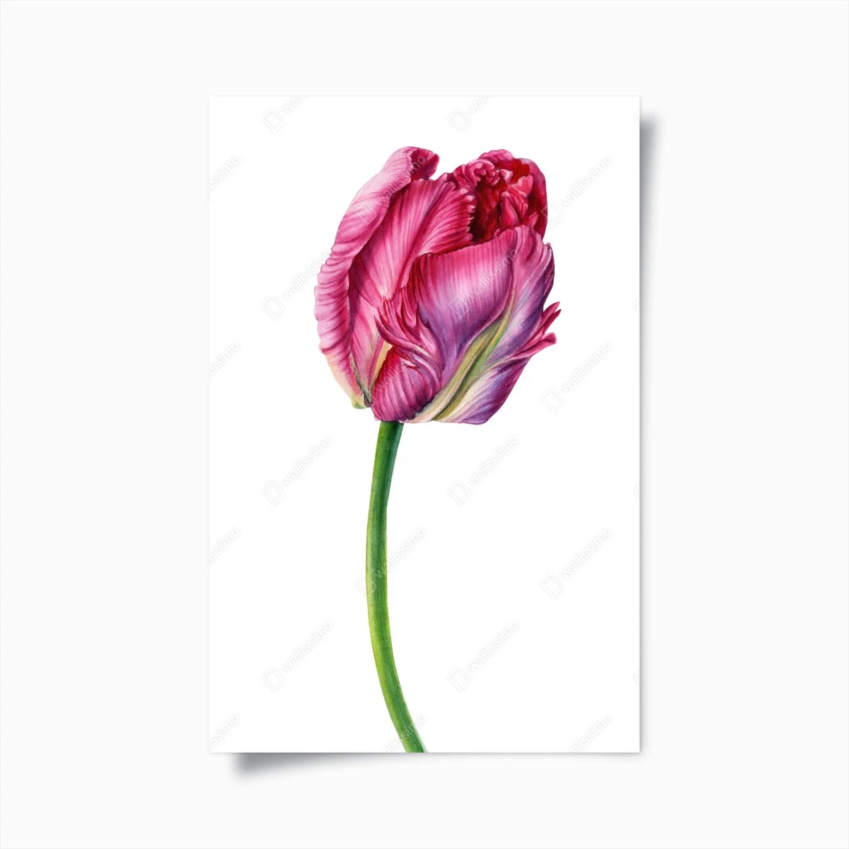 Poster tulipe rose élégante sur fond blanc – Wallnifity® Poster tulipe rose élégante sur fond blanc – Wallnifity®