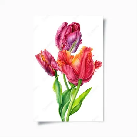 Poster tulipes éclatantes sur fond blanc – Wallnifity®