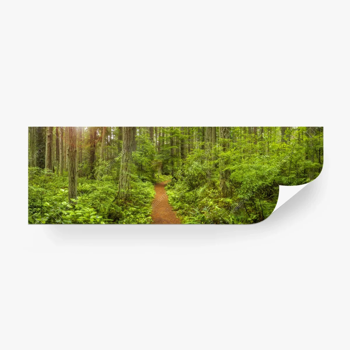 Papier peint sentier forestier verdoyant et paisible – Wallnifity® Papier peint sentier forestier verdoyant et paisible – Wallnifity®