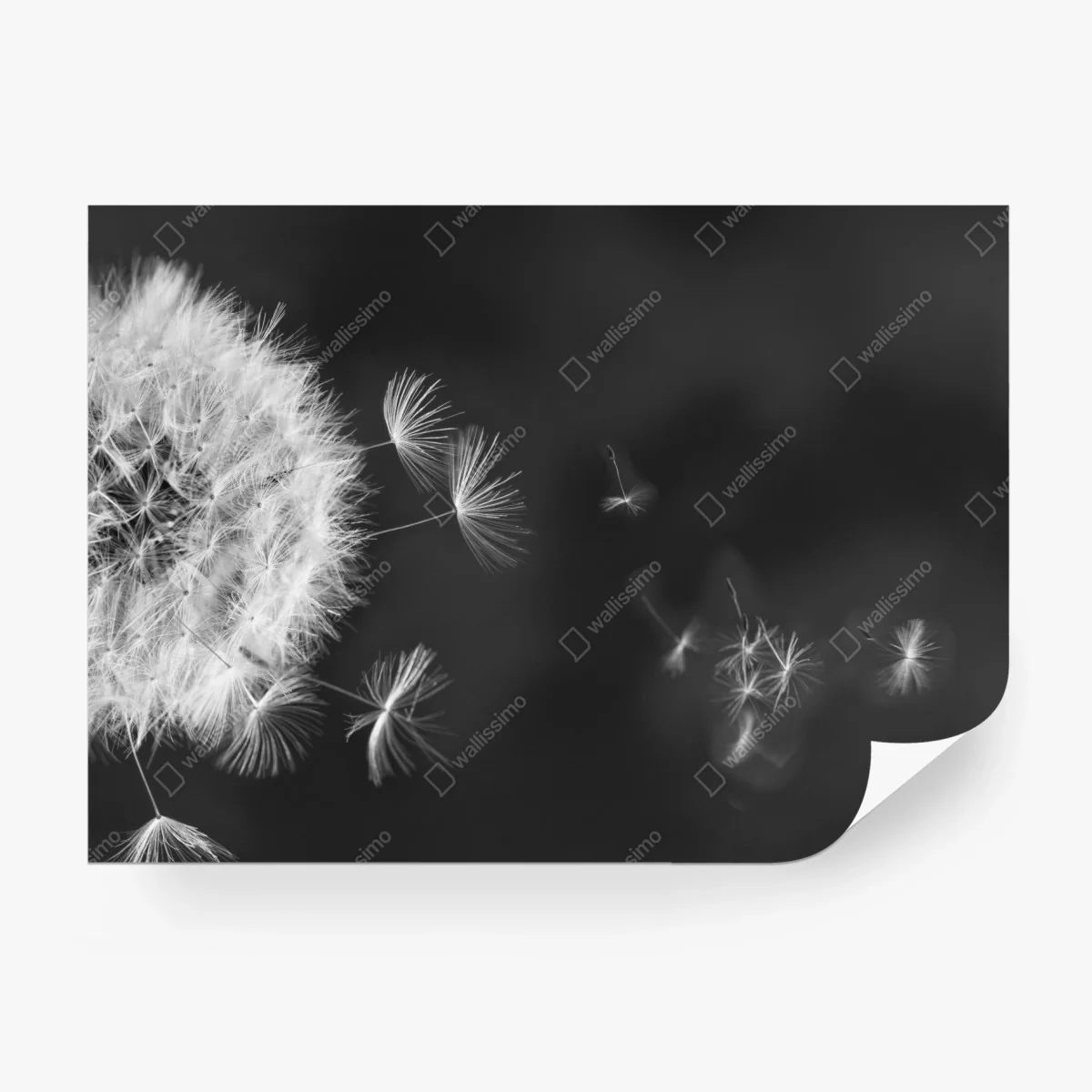Papier peint souffle de pissenlit en noir et blanc – Wallnifity®