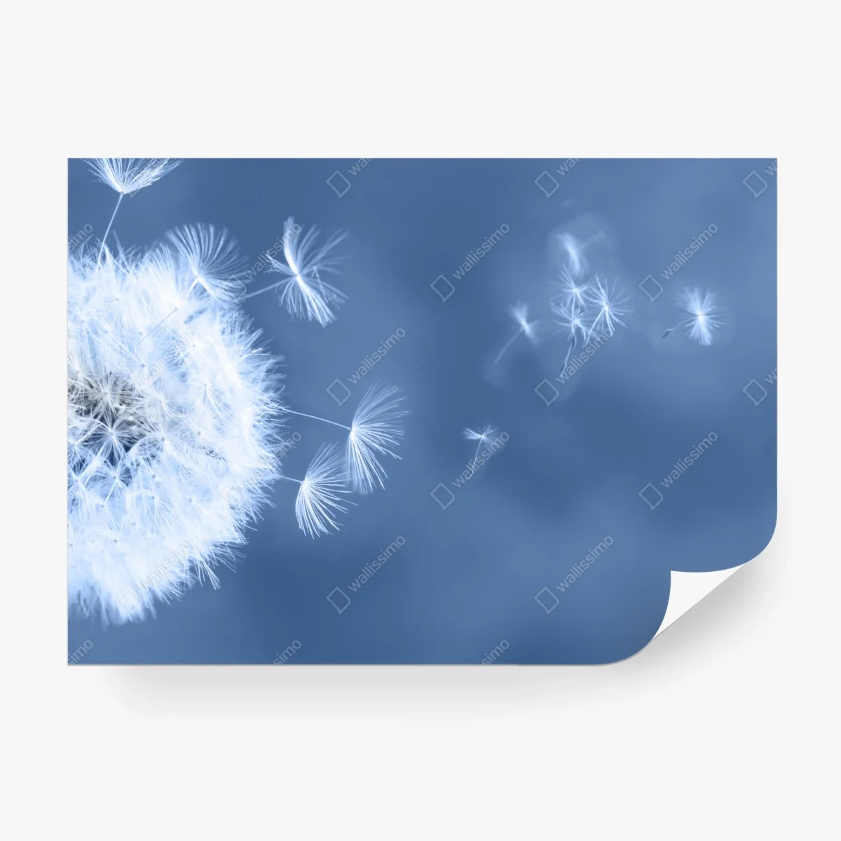 Papier peint pissenlit en suspension sur fond bleu – Wallnifity®