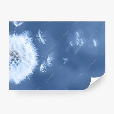 Papier peint pissenlit en suspension sur fond bleu – Wallnifity®