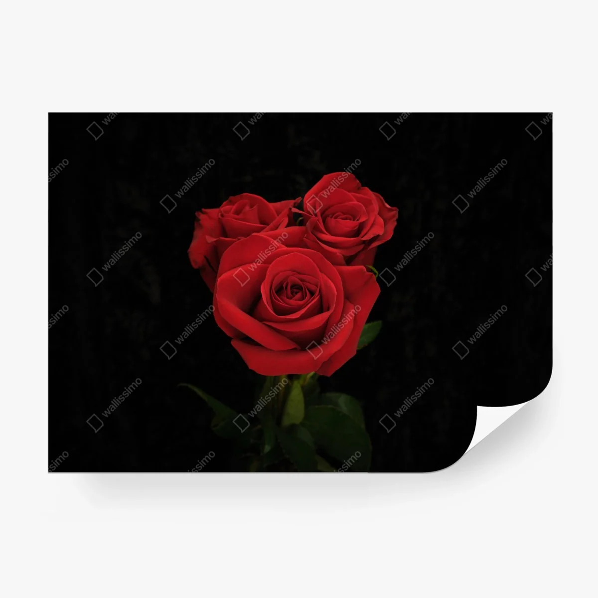 Papier peint bouquet de roses rouges sur fond noir – Wallnifity® Papier peint bouquet de roses rouges sur fond noir – Wallnifity®