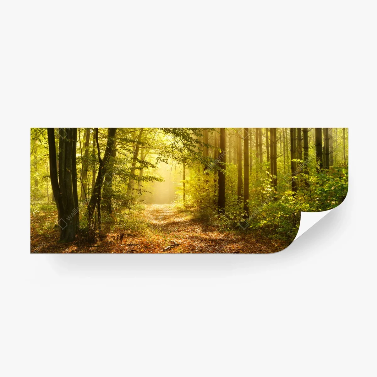 Papier peint chemin forestier baigné de lumière dorée – Wallnifity® Papier peint chemin forestier baigné de lumière dorée – Wallnifity®