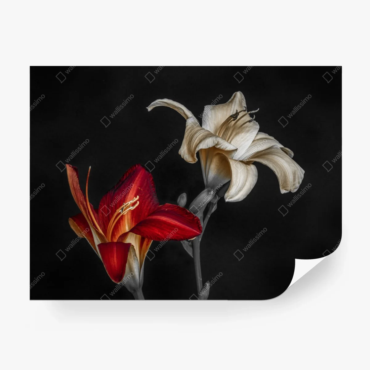 Papier peint duo de lys rouge et ivoire sur fond noir – Wallnifity® Papier peint duo de lys rouge et ivoire sur fond noir – Wallnifity®