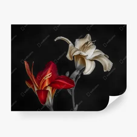 Papier peint duo de lys rouge et ivoire sur fond noir – Wallnifity®