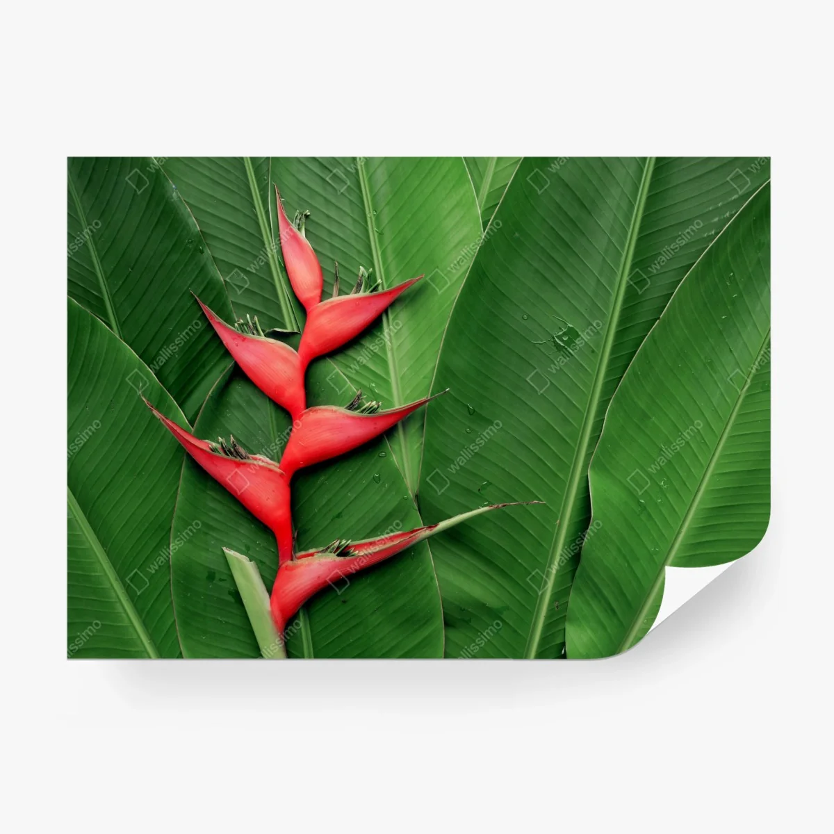 Papier peint héliconia rouge sur feuillage tropical – Wallnifity® Papier peint héliconia rouge sur feuillage tropical – Wallnifity®