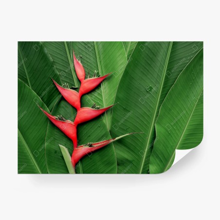 Papier peint héliconia rouge sur feuillage tropical – Wallnifity®