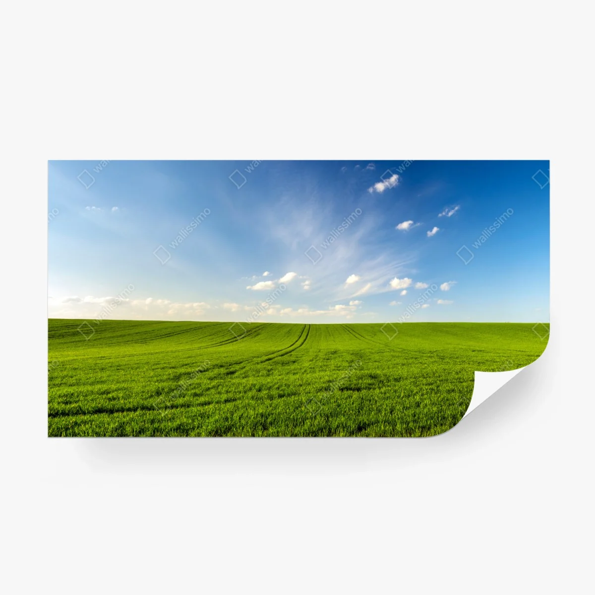 Papier peint panorama champ de blé vert au printemps – Wallnifity® Papier peint panorama champ de blé vert au printemps – Wallnifity®