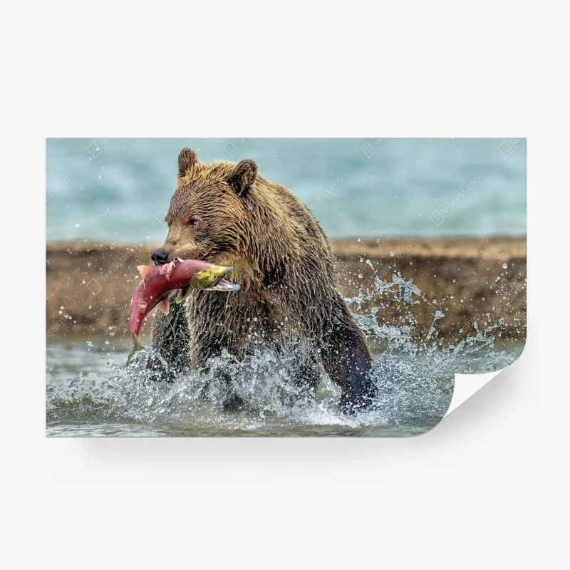 Papier peint ours brun attrapant un saumon – Wallnifity® Papier peint ours brun attrapant un saumon – Wallnifity®
