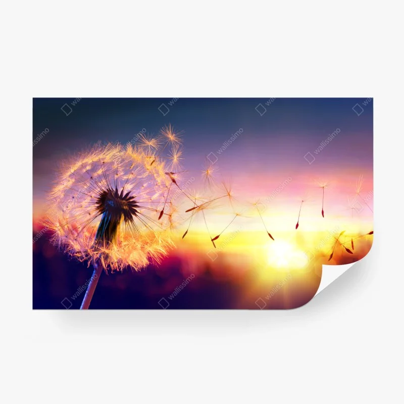 Papier peint pissenlit emporté par le vent au coucher de soleil – Wallnifity®