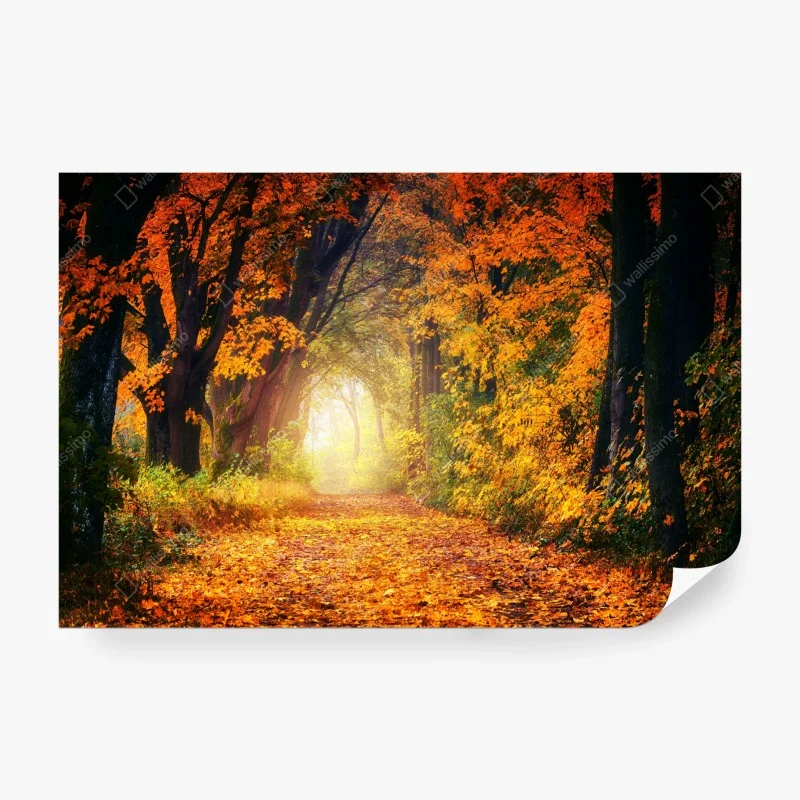 Papier peint allée d'automne baignée de lumière – Wallnifity®