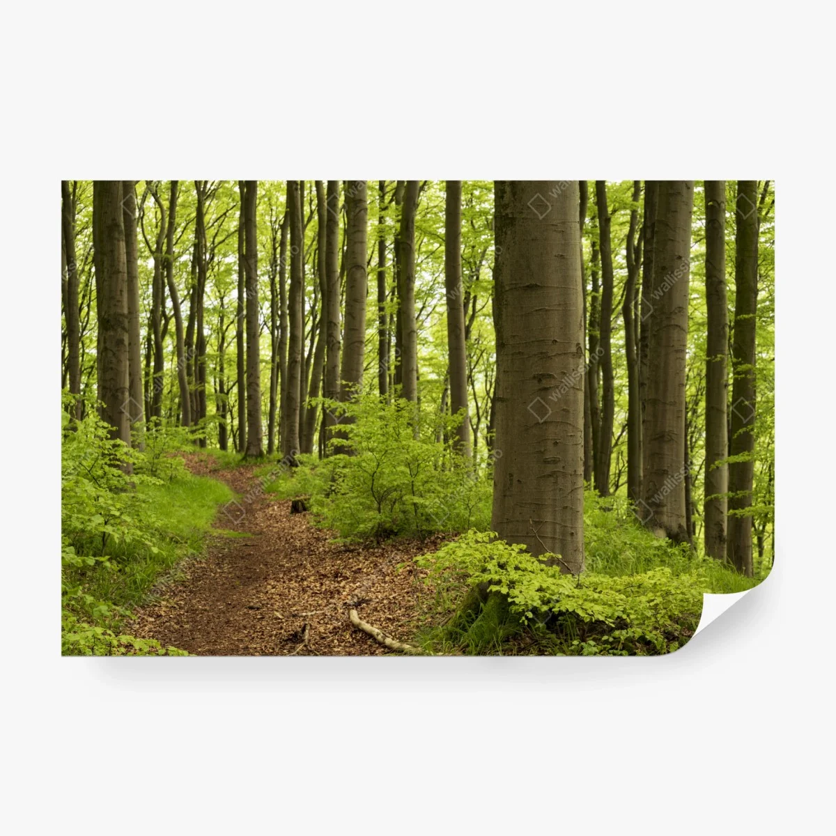 Papier peint sentier dans la forêt verdoyante – Wallnifity®