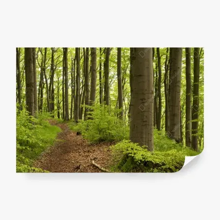 Papier peint sentier dans la forêt verdoyante – Wallnifity®