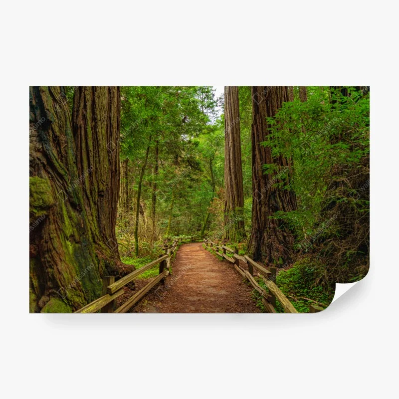 Papier peint promenade sous les séquoias centenaires – Wallnifity® Papier peint promenade sous les séquoias centenaires – Wallnifity®