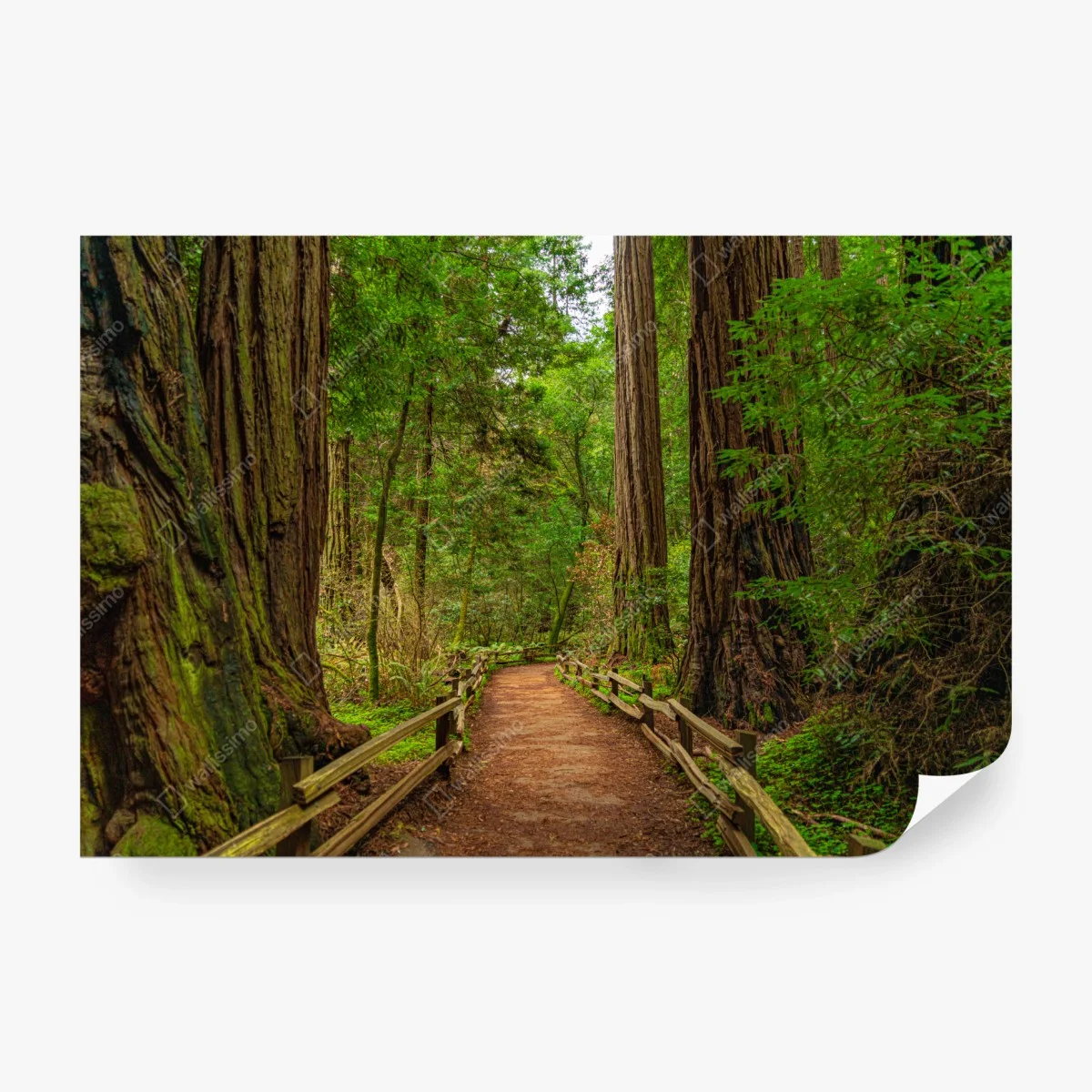 Papier peint promenade sous les séquoias centenaires – Wallnifity® Papier peint promenade sous les séquoias centenaires – Wallnifity®