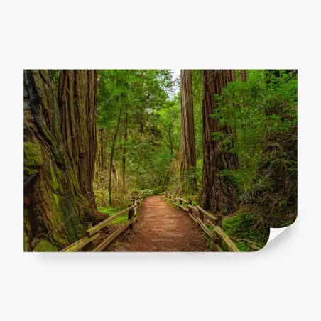 Papier peint promenade sous les séquoias centenaires – Wallnifity®