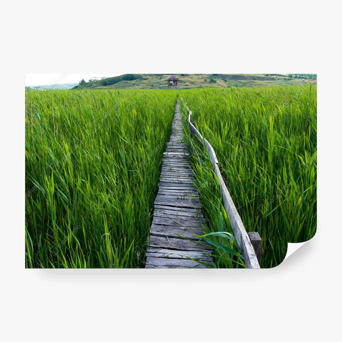Papier peint chemin de bois au milieu des hautes herbes – Wallnifity®