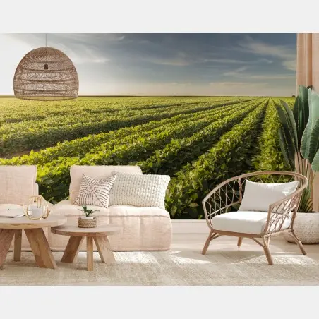 Papier peint champ de soja au coucher du soleil – Wallnifity®