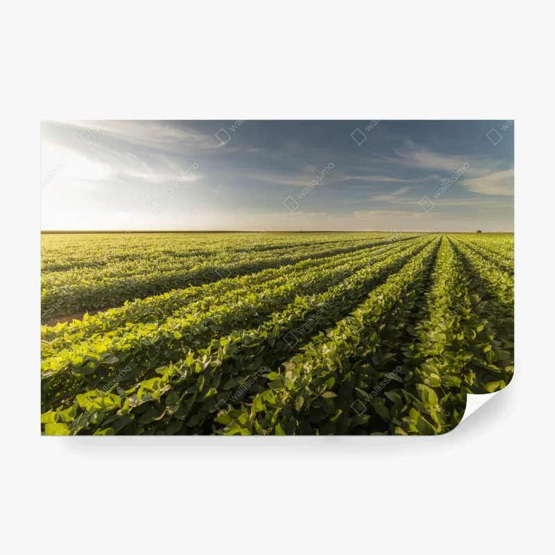 Papier peint champ de soja au coucher du soleil – Wallnifity® Papier peint champ de soja au coucher du soleil – Wallnifity®
