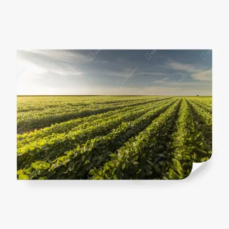 Papier peint champ de soja au coucher du soleil – Wallnifity®