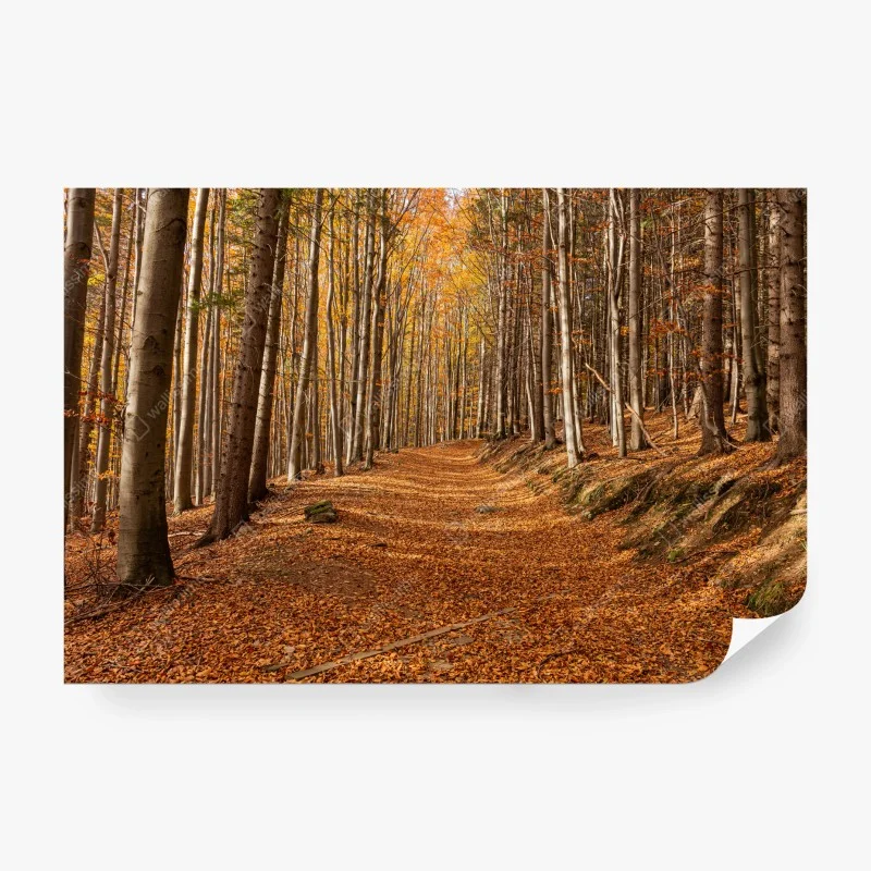 Papier peint chemin d'automne en forêt dorée – Wallnifity®