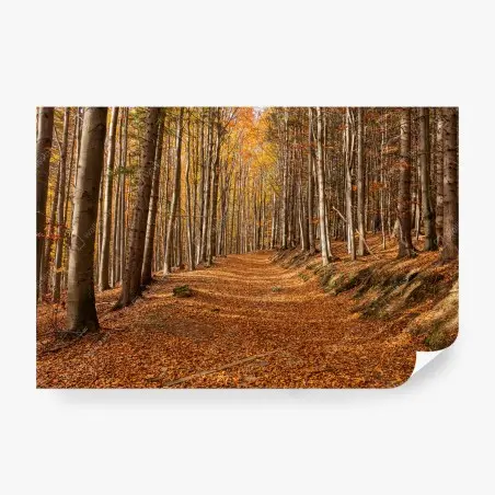 Papier peint chemin d'automne en forêt dorée – Wallnifity®