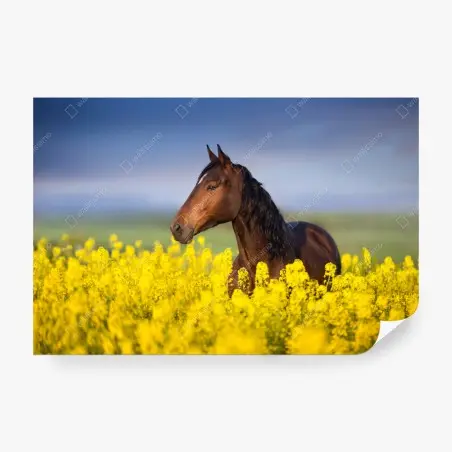 Papier peint cheval bai dans un champ de colza – Wallnifity®