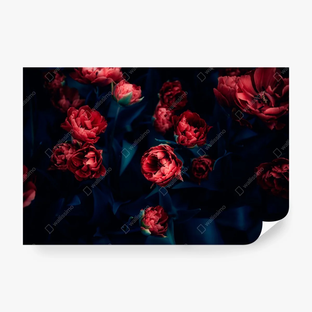 Papier peint bouquet de tulipes rouges sur fond sombre – Wallnifity® Papier peint bouquet de tulipes rouges sur fond sombre – Wallnifity®