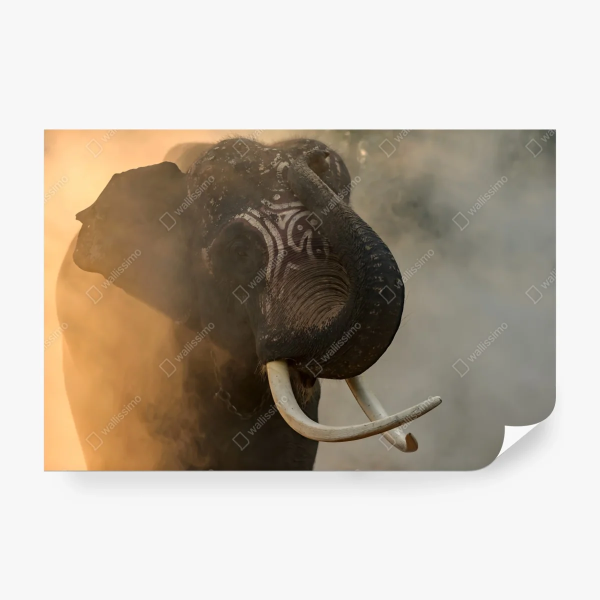 Papier peint éléphant de Surin aux défenses majestueuses – Wallnifity® Papier peint éléphant de Surin aux défenses majestueuses – Wallnifity®