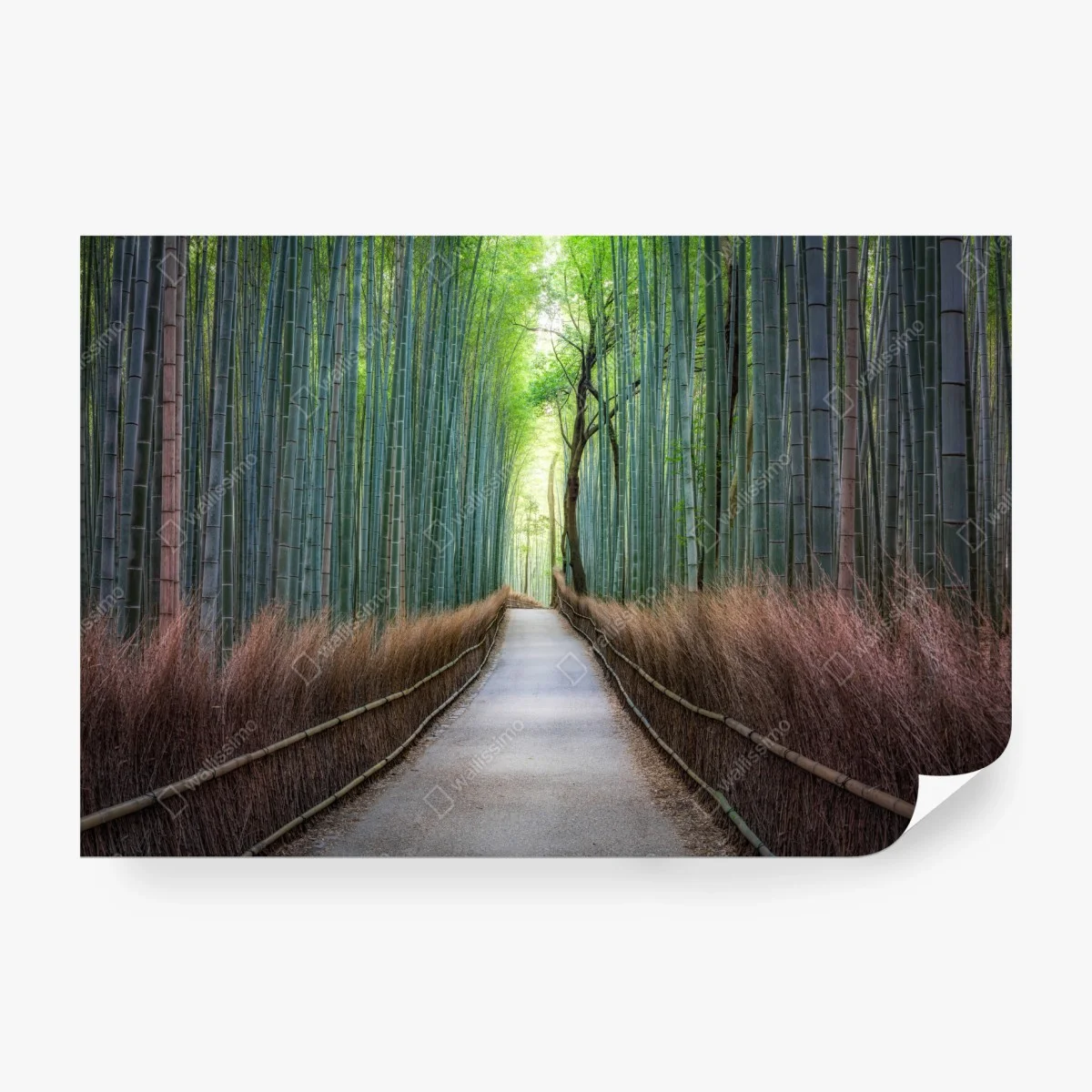 Papier peint allée de bambous sereine – Wallnifity®