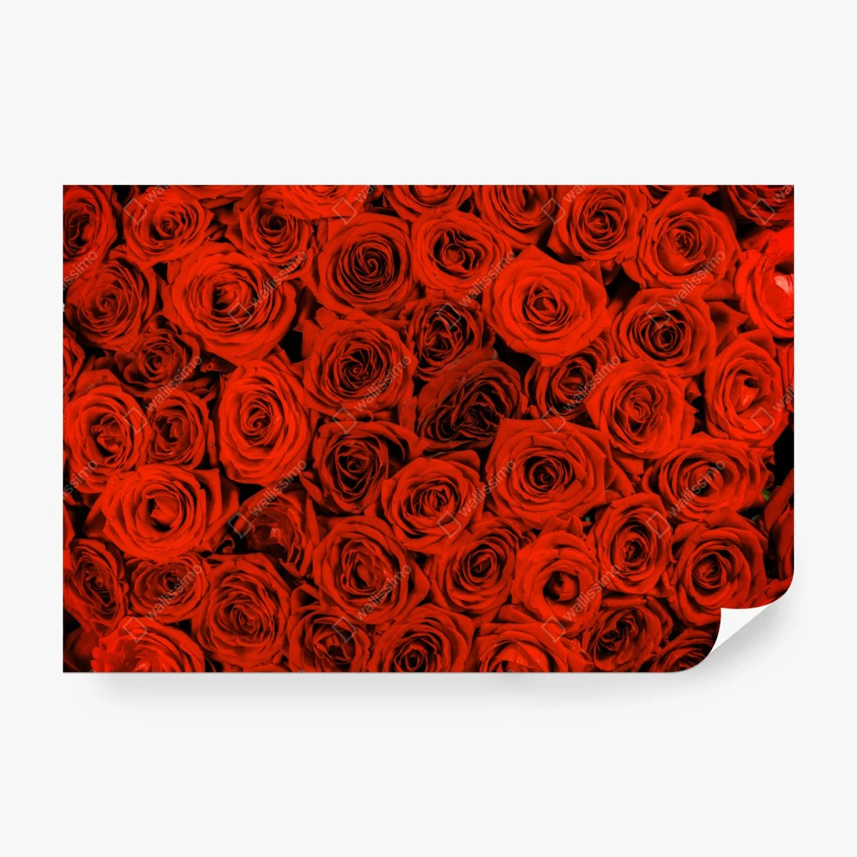 Papier peint motif de roses rouges pour décoration murale – Wallnifity®