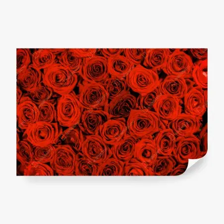 Papier peint motif de roses rouges pour décoration murale – Wallnifity®