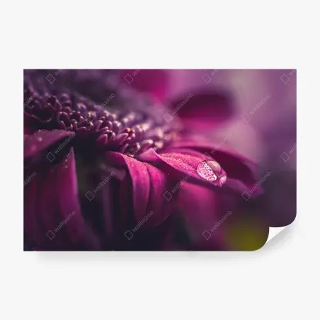 Papier peint goutte de rosée sur pétale pourpre – Wallnifity®