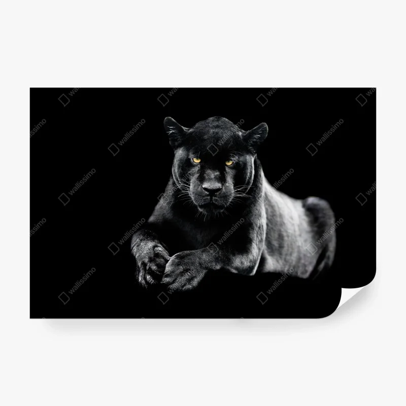 Papier peint regard perçant du jaguar noir – Wallnifity®