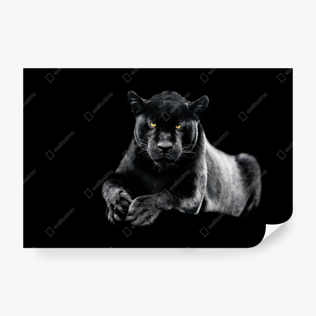 Papier peint regard perçant du jaguar noir – Wallnifity®