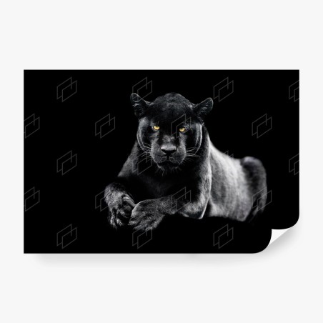 Papier peint regard perçant du jaguar noir – Wallnifity®