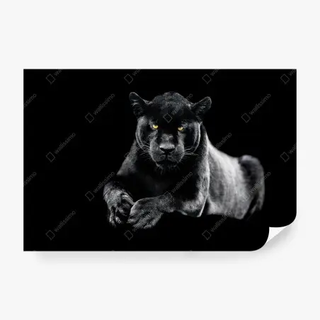 Papier peint regard perçant du jaguar noir – Wallnifity®