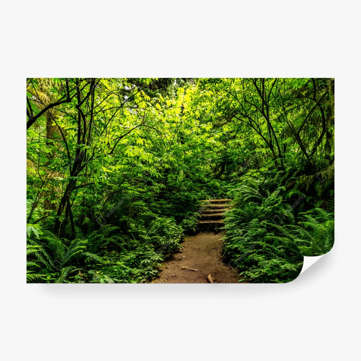 Papier peint promenade au cœur d'un sous-bois verdoyant – Wallnifity® Papier peint promenade au cœur d'un sous-bois verdoyant – Wallnifity®