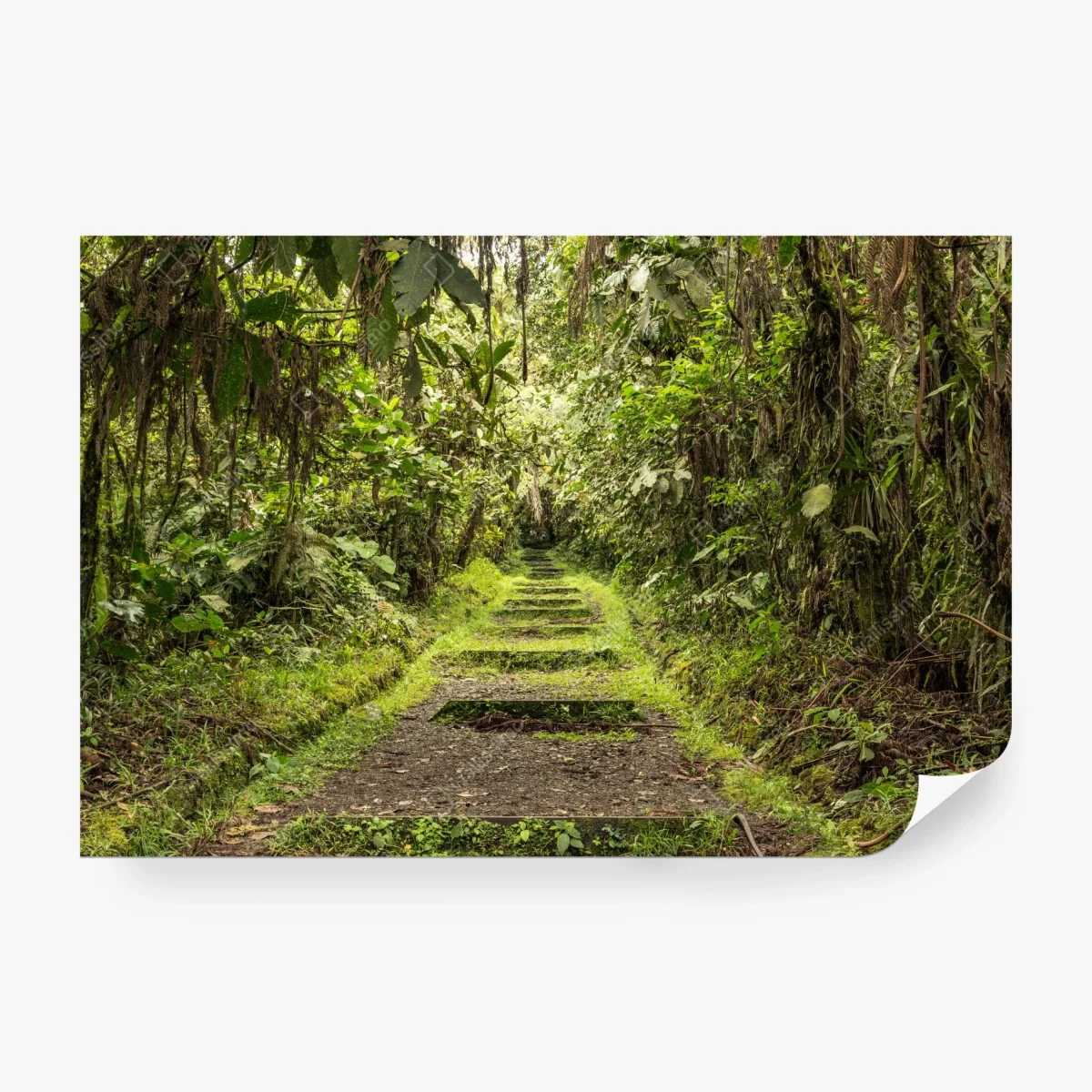 Papier peint sentier tropical verdoyant – Wallnifity® Papier peint sentier tropical verdoyant – Wallnifity®