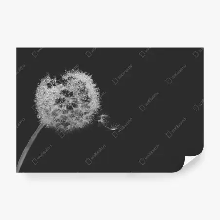 Papier peint souffle de pissenlit en noir et blanc – Wallnifity®