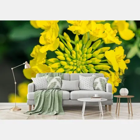 Papier peint fleur de colza en gros plan – Wallnifity®